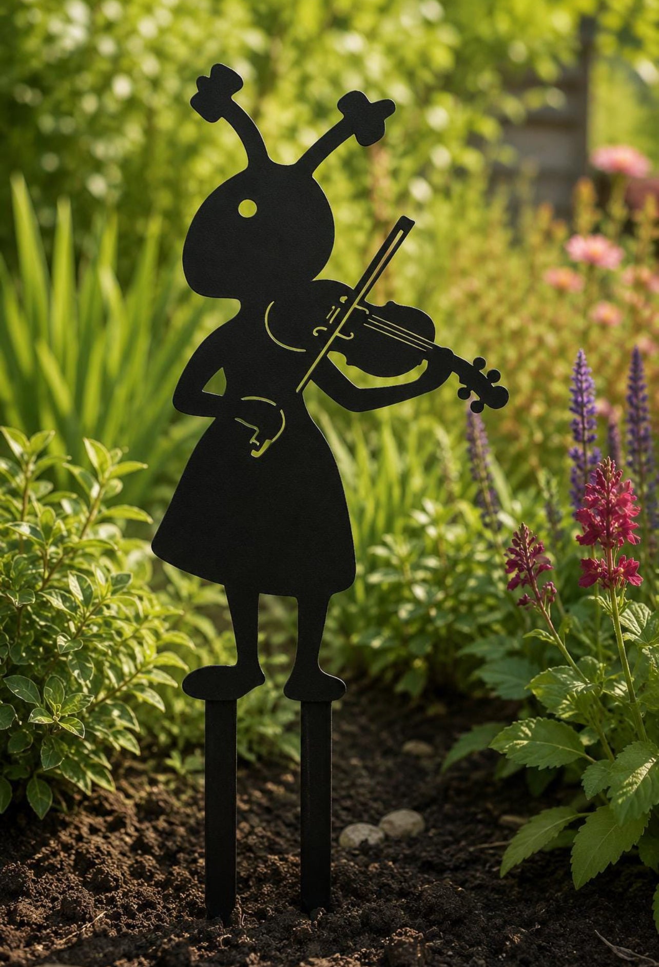 Viola