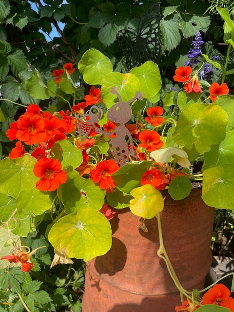 Myra Nr 10 Fjärilshåv Rostig